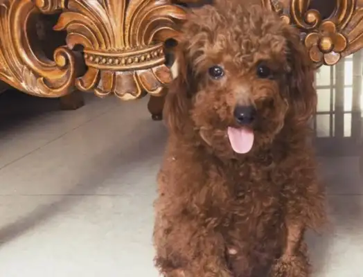 A nice guy picked up a teddy dog and smiled a week later and brought a surprise to his master