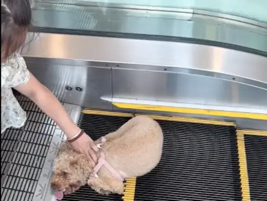 Dogs on escalators, dog claws in elevators, and it hurts all over the screen