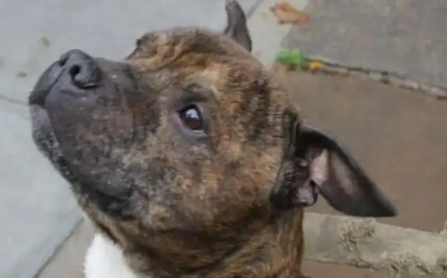 The dog was too hungry to eat the master's body, and finally escaped