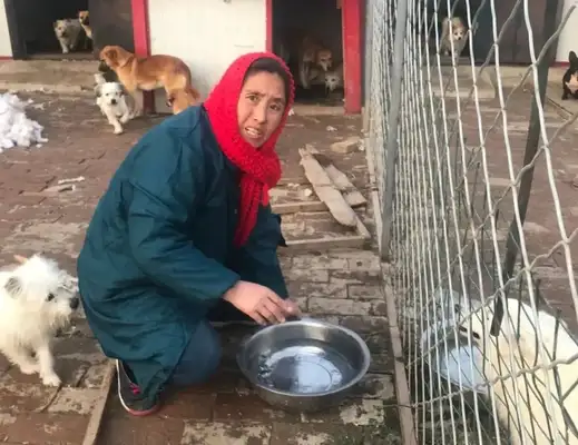 Emergency help! 300 stray cats and dogs have lost their food. Help them
