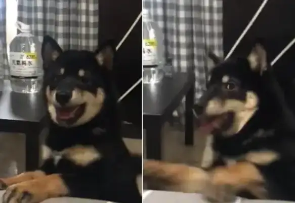 Two pictorians scolded and only one dog was seen