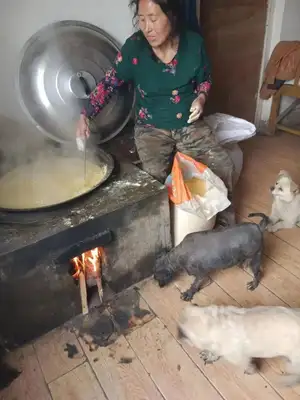 Emergency help! 300 stray cats and dogs have lost their food. Help them