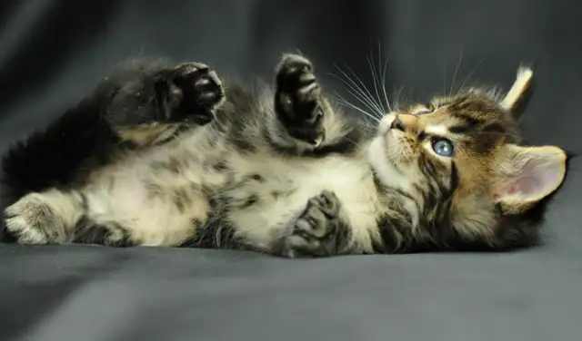 Frequent abuse of cats and dogs, specialist: legislation for animal protection still takes time