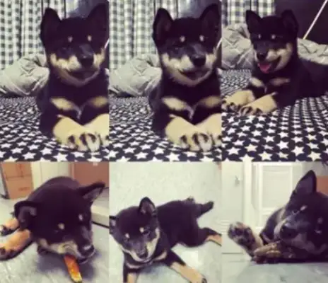 Two pictorians scolded and only one dog was seen
