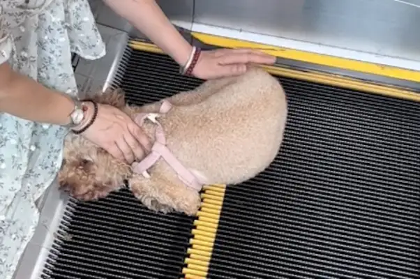 Dogs on escalators, dog claws in elevators, and it hurts all over the screen