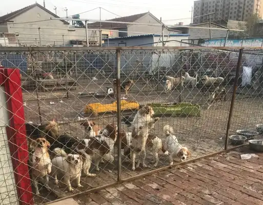 Emergency help! 300 stray cats and dogs have lost their food. Help them