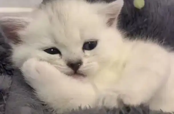 Frequent abuse of cats and dogs, specialist: legislation for animal protection still takes time