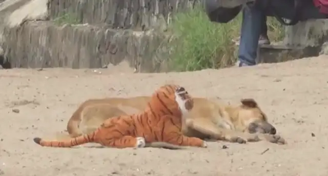 The man scares the dog with a tiger. Who's the dog