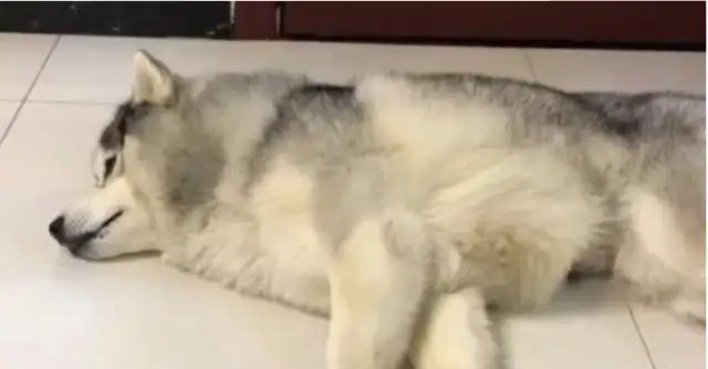 The hostess called and said she'd take him to sterilization, and then the dog reacted and laughed