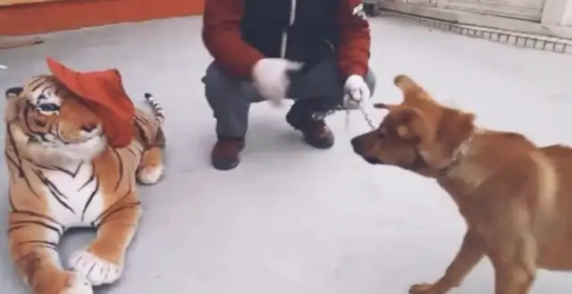 The man scares the dog with a tiger. Who's the dog