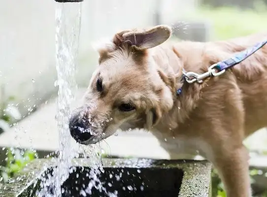 Why don't dogs drink much water? I'll teach you to recognize and respond