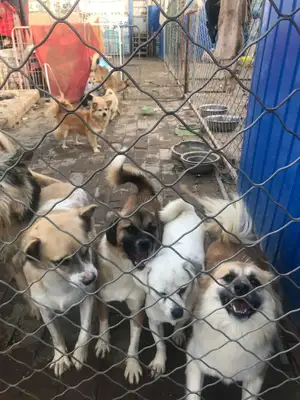 Emergency help! 300 stray cats and dogs have lost their food. Help them