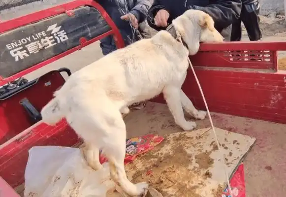 The $620-sold Labrador is happy to follow the dog