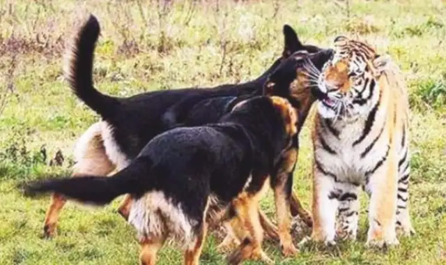 The man scares the dog with a tiger. Who's the dog