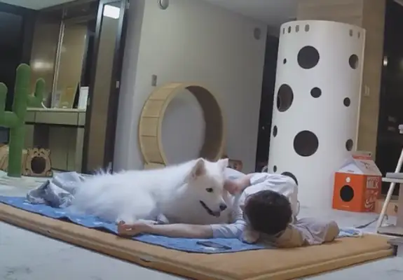 The master sleeps with the cat and the dog for one night, and the cat and the dog have the difference: the dog still caressssses in the middle of the night
