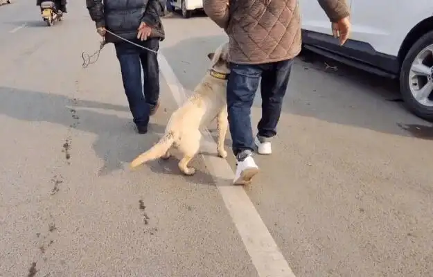 The $620-sold Labrador is happy to follow the dog