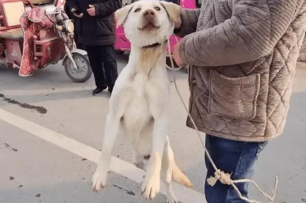 The $620-sold Labrador is happy to follow the dog