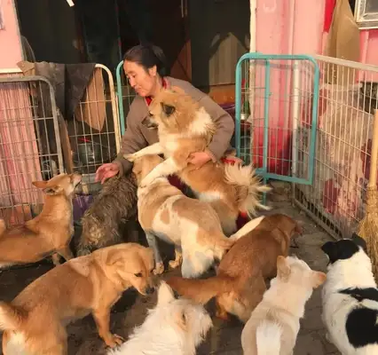 Emergency help! 300 stray cats and dogs have lost their food. Help them
