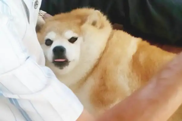 The dog's body is too fat, but his face is still small
