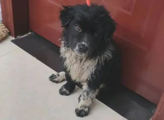 A stray dog runs around a bakery looking for food, and the clerk throws it away