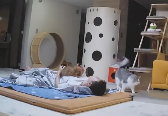 The master sleeps with the cat and the dog for one night, and the cat and the dog have the difference: the dog still caressssses in the middle of the night