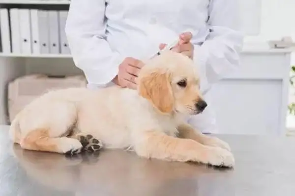 Is there a need for rabies? A common error in the pet vaccine