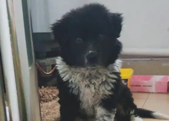 A stray dog runs around a bakery looking for food, and the clerk throws it away