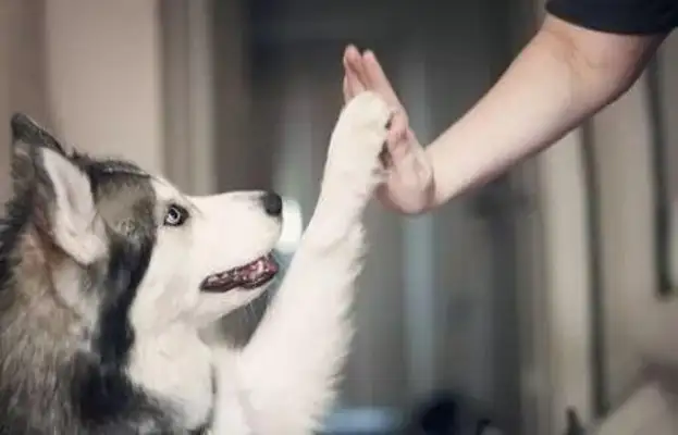 Is there a need for rabies? A common error in the pet vaccine