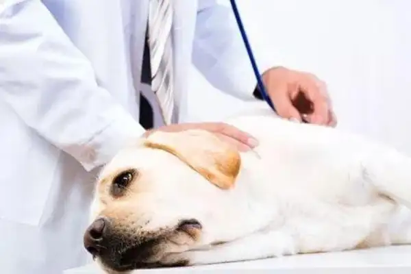 Is there a need for rabies? A common error in the pet vaccine