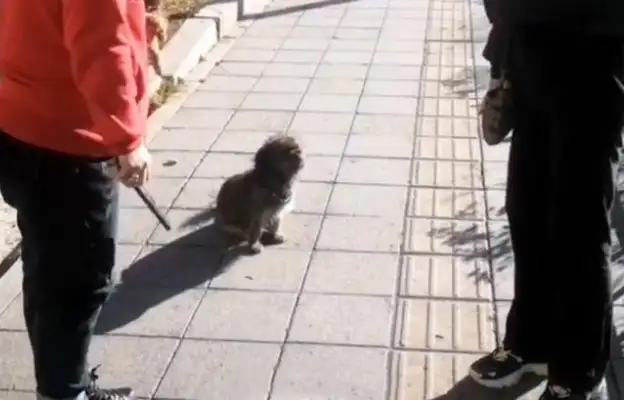 Waiting for the master's dog in the middle of the road, the helpless shadow looked at him and finally joined him
