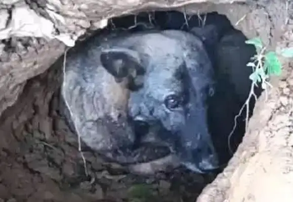 It's only six months since the dog master's grandmother died that the dog never left