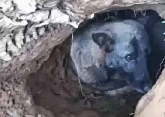 It's only six months since the dog master's grandmother died that the dog never left
