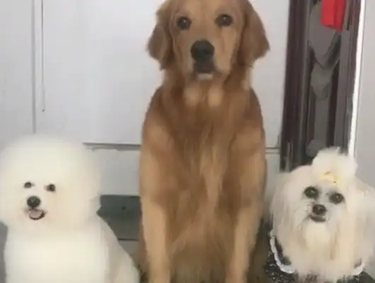 Three dogs standing at the door waiting for the owner to take them out