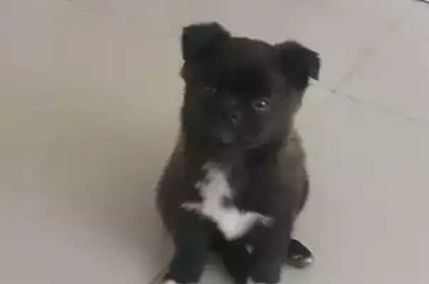 She picked up a stray dog on the road, took it to her family and didn't see it, but she insisted on taking it