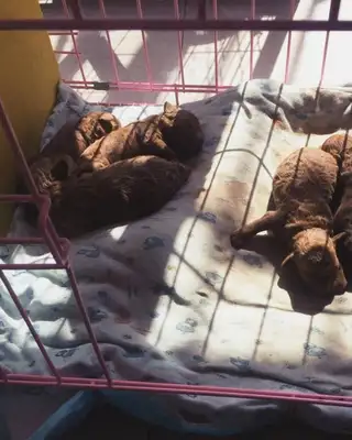 A nice guy picked up a teddy dog and smiled a week later and brought a surprise to his master