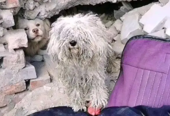 A stray panda with little red shoes, he's going to have a skin sickness. Drop it