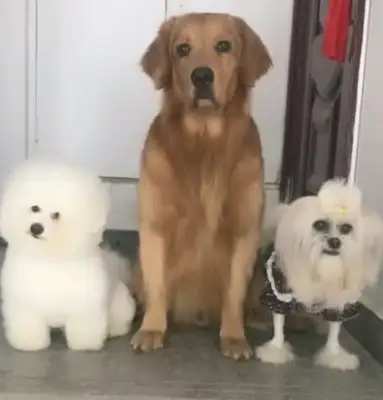 Three dogs standing at the door waiting for the owner to take them out