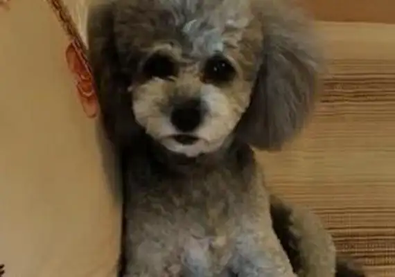 The master gave Teddy a stack of money. The dog took it