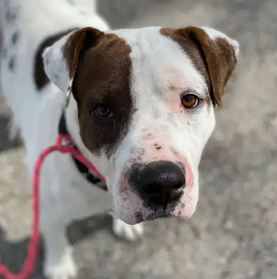 This stray dog from childhood finally has a home and a master