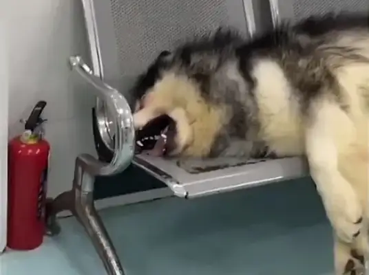 Sichuan Chengdu is in a pet hospital, and the crying dog goes red。