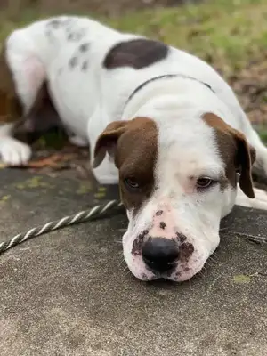 This stray dog from childhood finally has a home and a master
