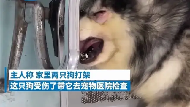 Sichuan Chengdu is in a pet hospital, and the crying dog goes red。