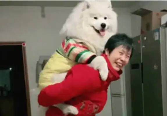 A woman can't cure a dog and let her take care of her for a month