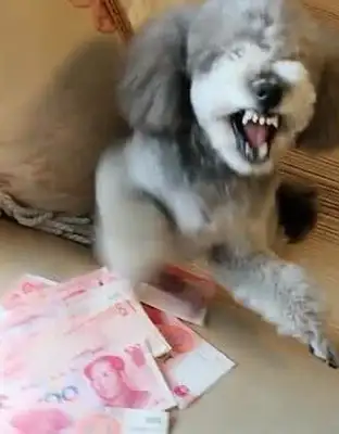 The master gave Teddy a stack of money. The dog took it