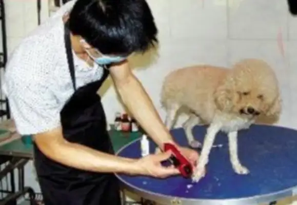 The dog died unexpectedly for fear of being shaved