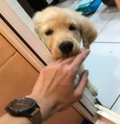 The dog can't stand the separation from the owner. Even if the owner goes to the bathroom, he cries outside the door