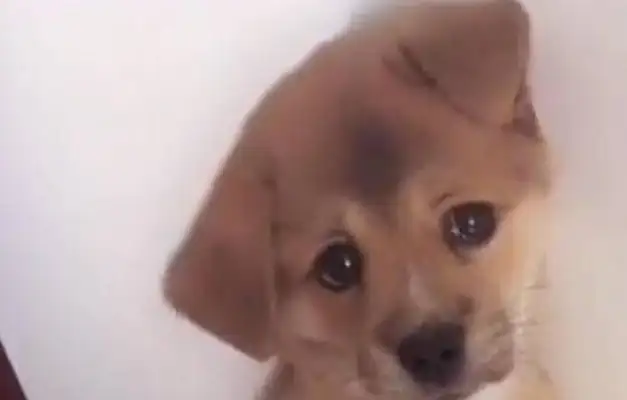 The dog is being punished by the master