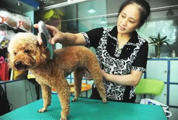 The dog died unexpectedly for fear of being shaved