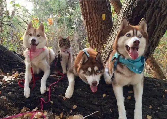 The pet dog became the Cat Protector, picked up the abandoned kittens, 14 in five years