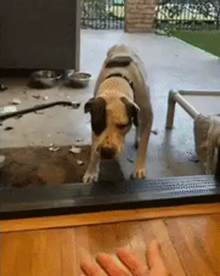 This stray dog from childhood finally has a home and a master